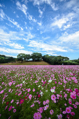 コスモス畑