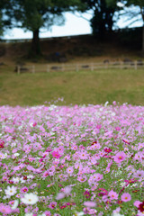 コスモス畑