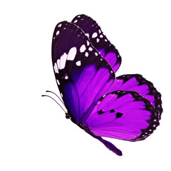 Naklejka premium purple butterfly