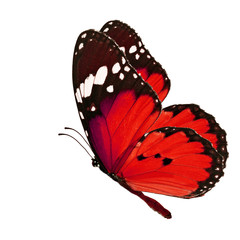 Obraz premium red butterfly