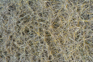 Stacked hay bales