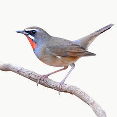 Siberian Rubythroat bird