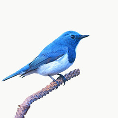 Ultramarine flycatcher bird