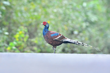 Bar-tailed pheasant