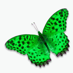 green butterfly
