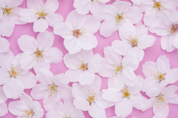 サクラの花