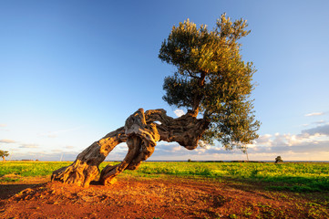 Puglia ulivo secolare
