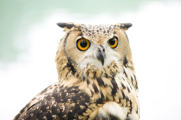 Naklejka premium ベンガルワシミミズク