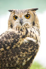 ベンガルワシミミズク