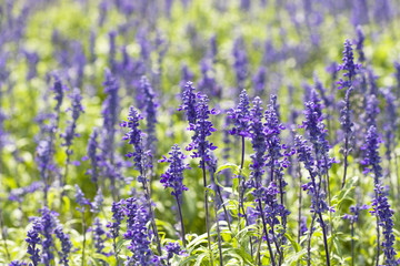 Naklejka premium ラベンダー畑