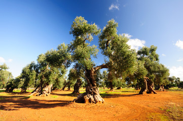 Puglia ulivo secolare