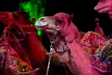 Photo sur Plexiglas Chameau chameau de cirque