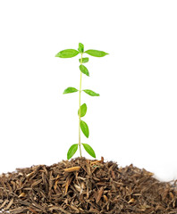 Young plant on white background