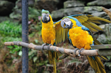 ルリコンゴウインコ