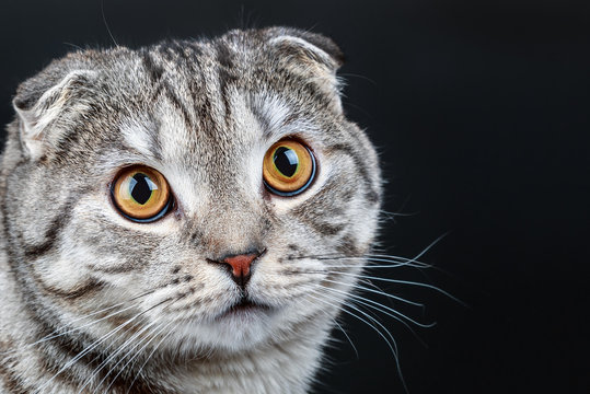portrait of a young Scottish Fold cat
