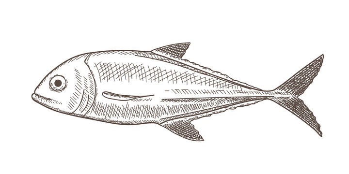 Fish (jack) in sketch style, white vintage edition