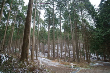 12月のひのき林
