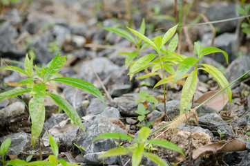 tree is new generation