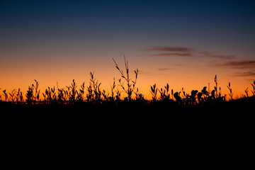 Silhouette arbusti © EyeMFlatBoard