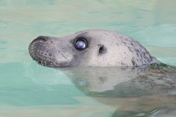 Fototapeta premium Harbor seal