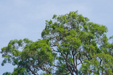 big tree in forest