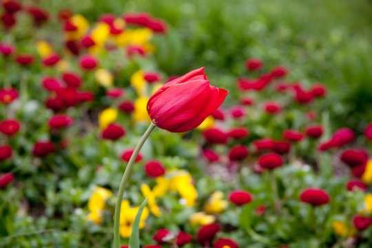 Tulipano