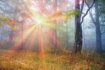 Obraz premium Rays in the Carpathian forest