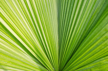 palm leaf