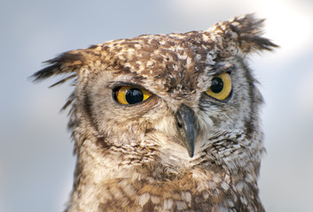 Naklejka premium Occhi gialli della civetta