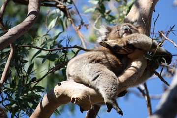 Schlafender Koalabär - Australien