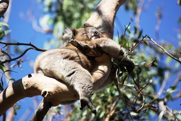 Papier Peint photo Koala Ours koala endormi - Australie