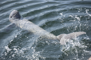 Irrawaddy-Delfin schwimmen im Ozean.