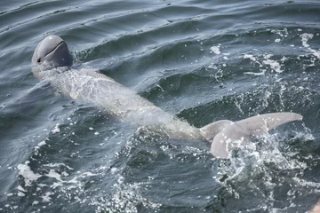 Gartenposter Delfin Irrawaddy-Delfin schwimmen im Ozean.