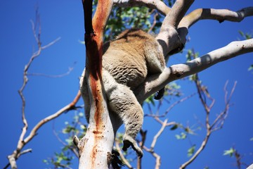 Schlafender Koalabär - Australien