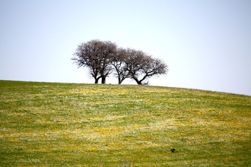 Alberi solitari © EyeMFlatBoard