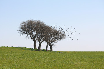Alberi solitari © EyeMFlatBoard