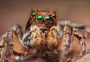 Portrait of a Jumping spider