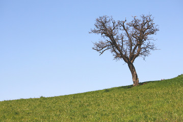 Albero Solitario