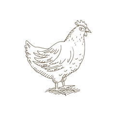 Vector Illustration of a Hand Drawn Hen