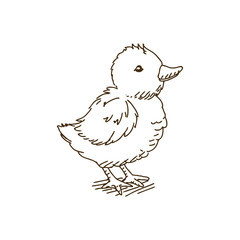 Vector Illustration of a Baby Chicken