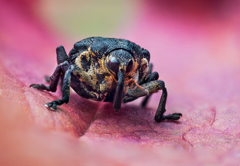 Photo of a bug