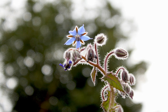 Fiori spontanei