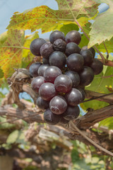 Organic wine grape