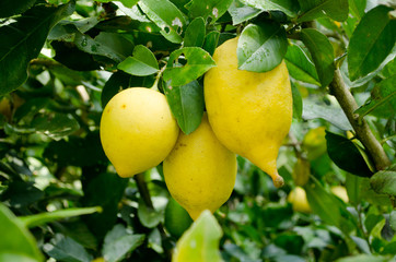 lemon and leaf