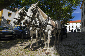 View of a double horse carriage parked on a city.