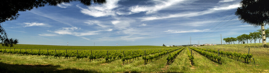 Fototapeta na wymiar View of vineyard plantation in the Alentejo region