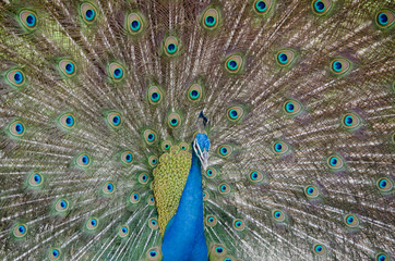 Fototapeta premium blue peafowl