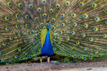 Obraz premium peacock bird showing off his beautiful feathers.
