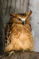 Eagle Owl