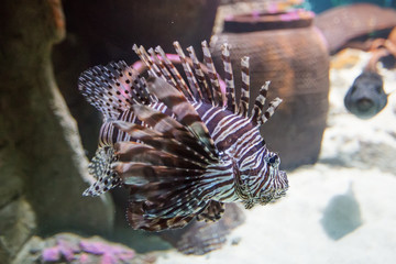 A large fish